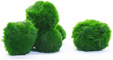 Розплідник - Garnelio 3 x куля моху - 3 см - Aegagrophila linnaei - біофільтр для акваріумів - вибір кількості