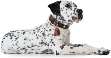 Нашийник для собак, шкіра, рустикальний стиль, м'який, 45 (S), темно-коричневий/коньячний 45 темно-коричневий