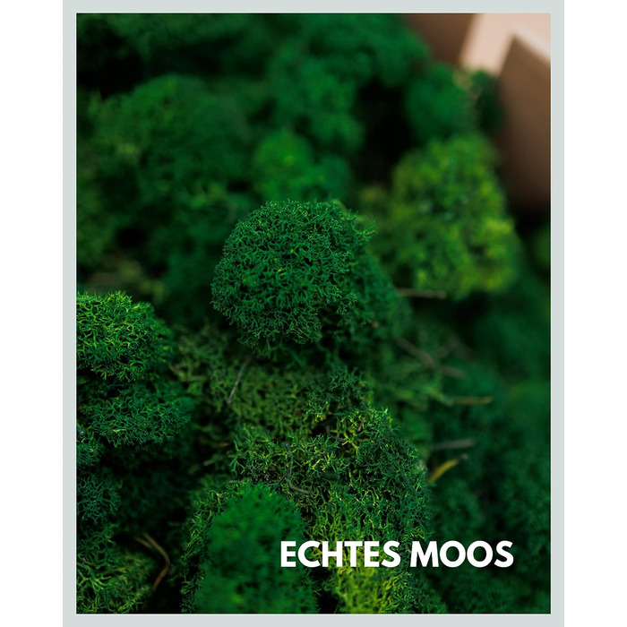 Ісландський мох збережений темно-зелений Прикраса з моху для рукоділля 1 кг справжнього декоративного ісландського моху для малюнків з моху та стін з моху