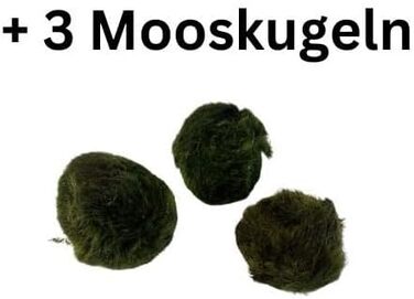 Набір акваріумних рослин SAHAWA, 3-6 рослин у горщиках, анубіас, папороть, стебла, кульки моху, горщики 5 см ( 13 3 рослини)