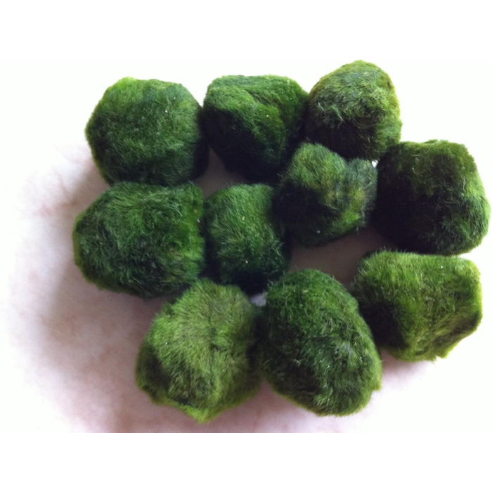 Водні рослини Mhlan 5 мохових кульок 4-6 см Cladophora Aegagrophila