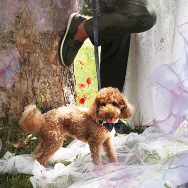 Ошийник для собак Croci Ceremony з метеликом, для весілля, блакитна тканина, сатин, срібні деталі, для малих, середніх та великих собак, розмір L/4166 см блакитний L