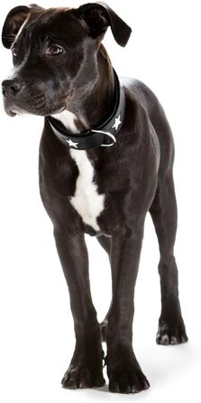 Нашийник для собак, зірочки, шкіра, м'який, 55 (M), чорний чорний 55 (M)