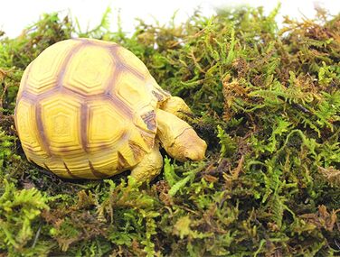 Упаковки Штучний імітаційний мох, зручний і практичний штучний зелений мох Штучний оленячий мох Імітація лишайників Підроблені зелені рослини для рослин Прикраса саду патіо, 2