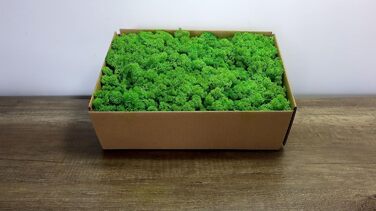 Ісландський норвезький мох Hello Moss 0,5/1 кг - консервований живий мох, повністю органічний - ідеальне прикраса з моху на Великдень, різдвяні прикраси - ремісничий мох, тераріумний мох (1 кг, зелене світло трави)