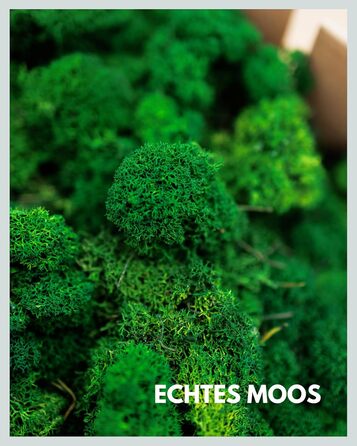 Ісландський мох натуральний зелений збережений I Декорація з моху для крафта I 500г Справжній декоративний мох Ісландський для картини з моху та живої мохової стіни