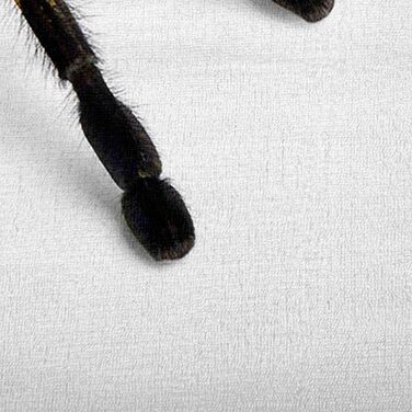 Ковдра з європейського тарантула, дитяча ковдра, ковдра на диван, плюшева ковдра, пухнаста м&39яка ковдра, покривало для дивана та кушетки, постільна білизна, вовняна ковдра - 150x180 см