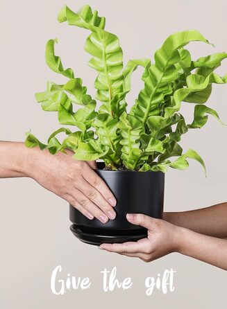 Набір з 3 керамічних квіткових горщиків, діаметром 111317 см, набір для невеликих кашпо, квітковий горщик для кімнатних рослин з блюдцем та дренажним отвором, чорний