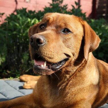 Ваш килимок для собак GEAR Lana 90 x 60 см Ковдра для собак, бавовна Oeko-TEX, м'яка, міцна, яку можна прати, для приміщень і на в