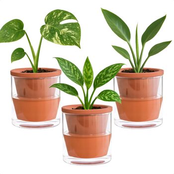 Горщик для кімнатних рослин D&39vine Dev із самополивом, теракотовий кашпо з циліндричною скляною чашкою, 3 шт., 37-ZA-1-T