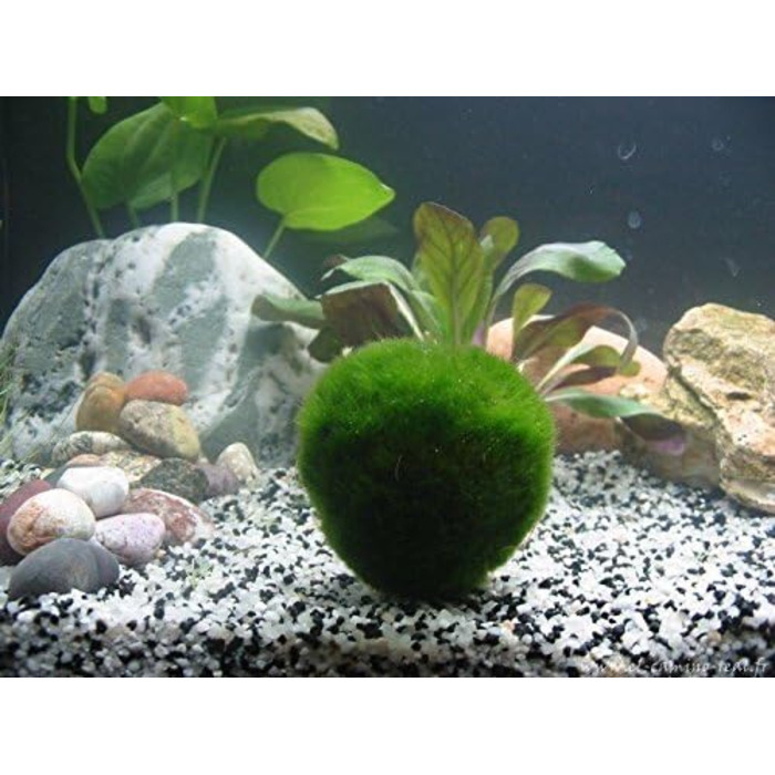 См) 1 Nano Marimo безкоштовно., 5 Giant Living Marimo Moss Balls ( 5,1