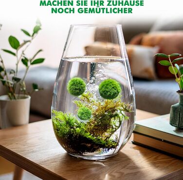 Ук моху, акваріумний мох, справжні мохові кульки для акваріумів, справжня кладофора, натуральні водні рослини для нано- та великих акваріумів, екологічно чисті та стійкі розміри кульок Marimo Moss Balls. 2-3 см, 1