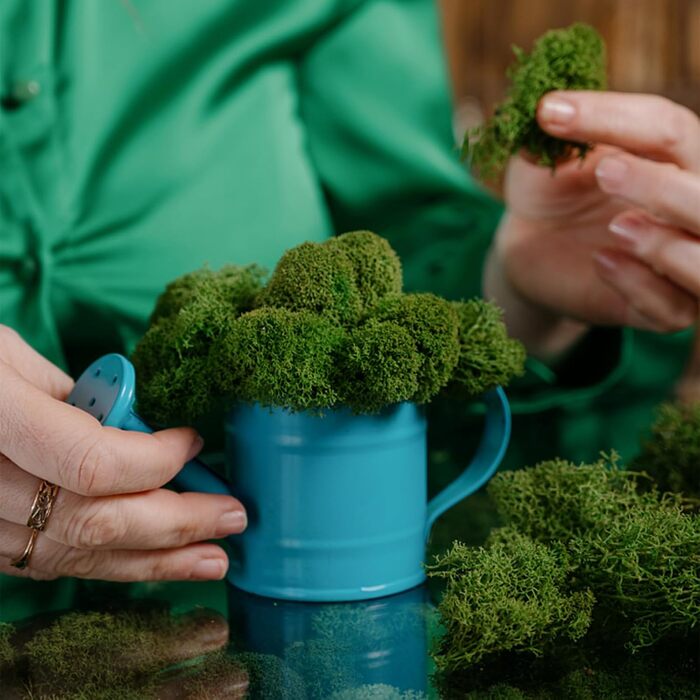 Ісландський мох, консервований мох, декоративний мох для рукоділля, картина з моху, виготовлення моделей, художній мох, натуральний консервований мох у 6 кольорах (240 г), натуральне багаторазове листя моху для декору, виготовлення моделей, прикраса для д