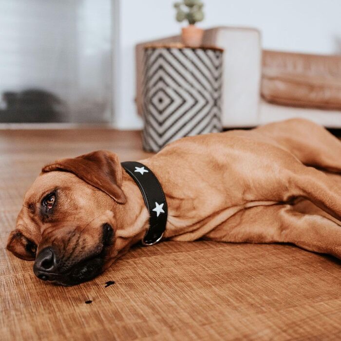 Нашийник для собак, зірочки, шкіра, м'який, 55 (M), чорний чорний 55 (M)