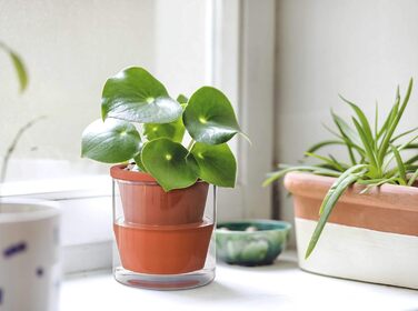 Горщик для кімнатних рослин D&39vine Dev із самополивом, теракотовий кашпо з циліндричною скляною чашкою, 3 шт., 37-ZA-1-T