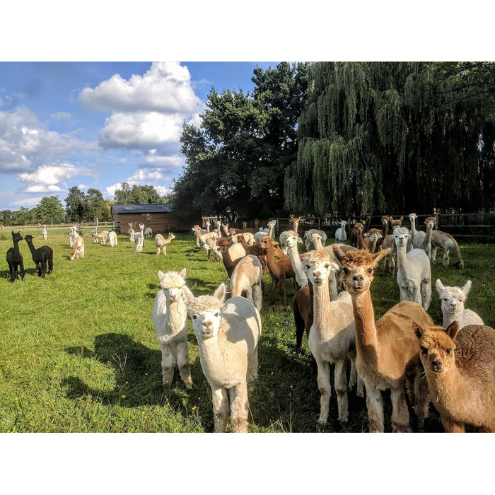 Подушка Basic Line Alpaca, простьобана терморегулюючою вовною альпаки та наповнена еластичними кульками з волокна, для спокійного сну, 40x80 см, середньої жорсткості та відносно висока