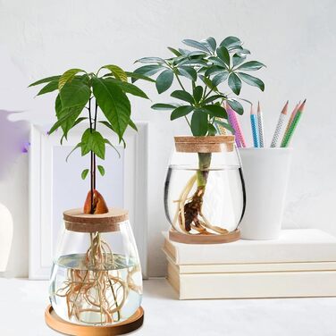 Ваза для закваски насіння авокадо Скляний плантатор Гідропонна скляна ваза для водних рослин або квітів Домашній офіс Оформлення столу 2 шт., 12x11