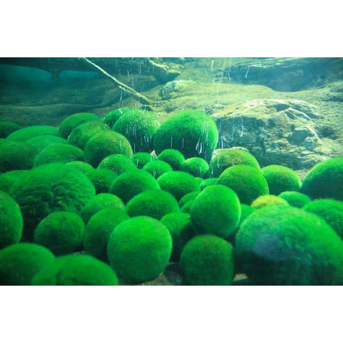 Великі кульки з моху 3 шт. и приблизно 6-7 см 1 нано кулька з моху 1-2 см