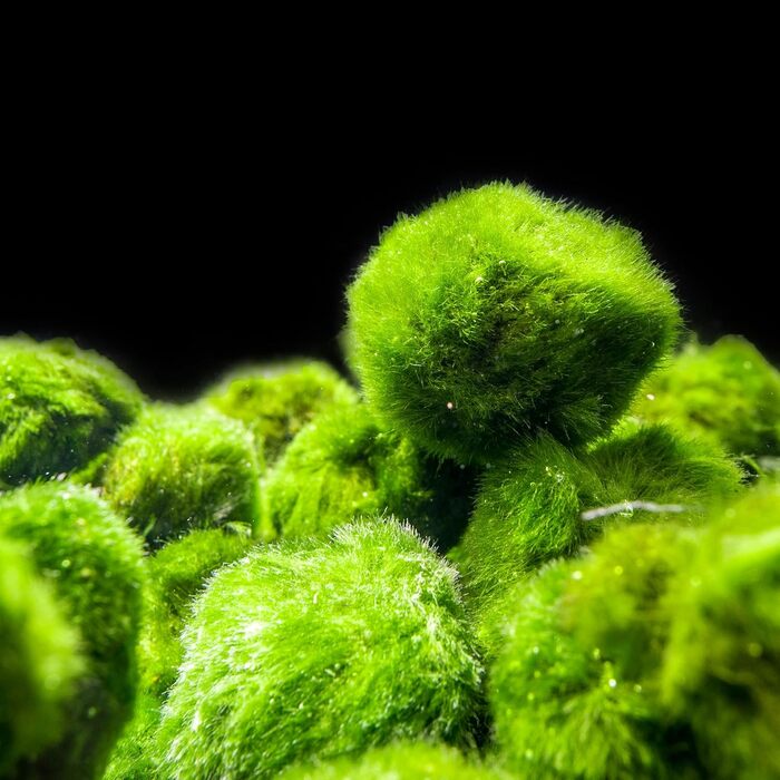 Набір куль з акваріумного моху 10 природний фільтр для води Марімо Моссбол Aegagrophila linnaei Розмір приблизно 3 см