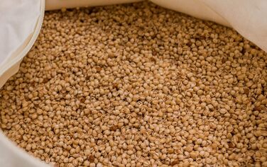 Подушка GIRAFFENLAND з органічного проса 40x60 см, подушка для сну з органічного перкалю органічний наповнювач, прямий наповнювач Нефарбована та невідбілена - подушка для голови з просом