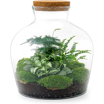 Пляшковий сад Рослини в скляній банці зі світлом 30 см - DIY - Terrarium Complete Set - Тераріум для рослин - urbanjngl Комплект тераріуму (Товстий Джо Грін)