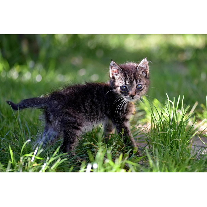 Молоко для кошенят Canina Pharma, 150 г