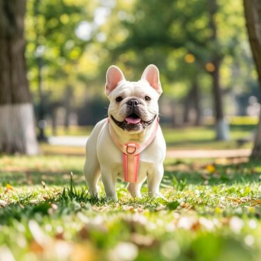 Шлейка для собак середнього розміру Tspro, анти-тягнуча, легка, регульована, з градієнтним забарвленням (помаранчево-жовта, розмір 3). Розмір 3 (шия 4474 см, груди 4681,3 см)