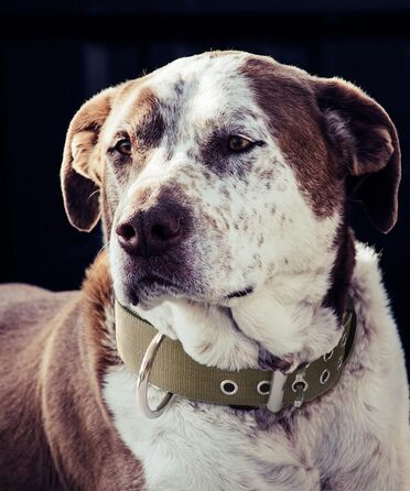 Тактичний нашийник для великих собак 5 см, міцний нейлоновий нашийник K9 з ручкою для контролю, камуфляжний, товщина 0.6 см, розмір L (48-60 см), армійсько-зелений