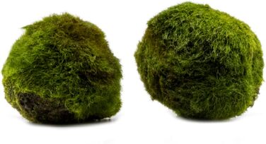 Мохові кульки (2 шт.) - кульки водоростей, Aegagropila linnaei - Chladophora aegagropila, чудова водна рослина для акваріумів і акваріумів, невибаглива, декоративна і повільно зростаюча.
