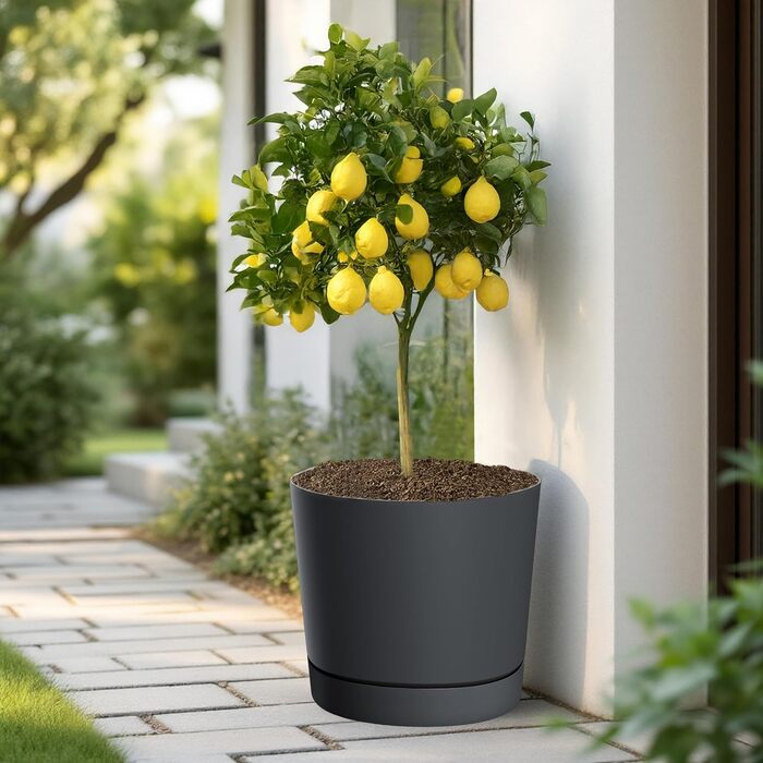 Пластиковий горщик XL з блюдцем, круглий, антрацит - Ø 47 см - великий квітковий горщик зі знімною основою, стійкий до ультрафіолету - садова прикраса, горщик, квітковий горщик, рослинний горщик, контейнер для рослин, морозостійкий