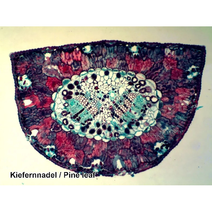 Набір мікропрепаратів Bresser 50 шт (5986002)