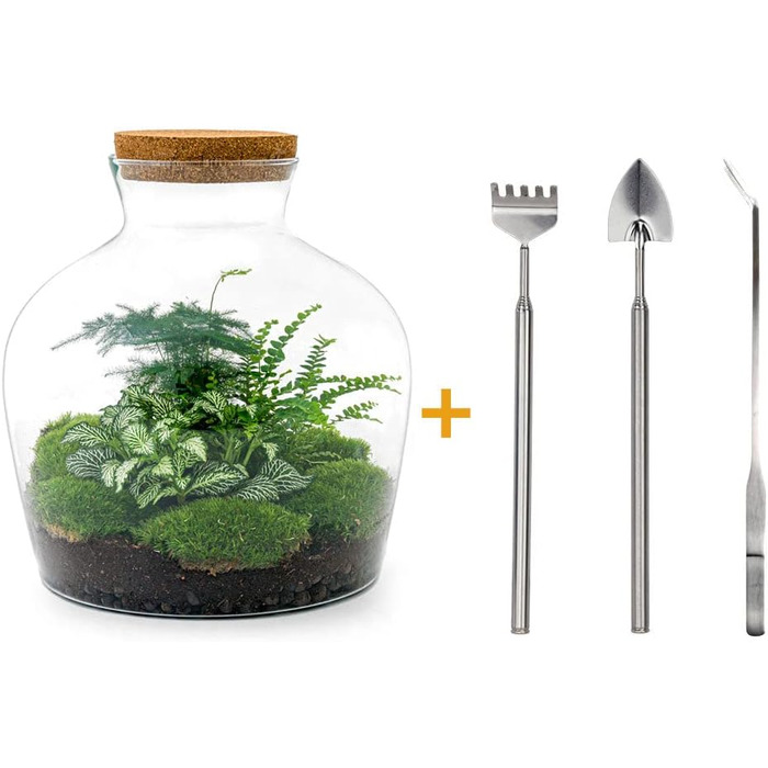 Пляшковий сад Рослини в скляній банці зі світлом 30 см - DIY - Terrarium Complete Set - Тераріум для рослин - urbanjngl Комплект тераріуму (Товстий Джо Грін)