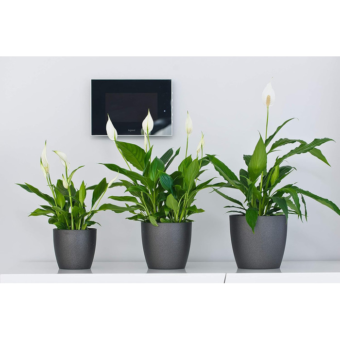 Кашпо для квітів Tymar, 2 шт. , пластикове кашпо для рослин, сучасне, матове, круглої форми (графіт, ø 14 см) ø 14 см (2 шт. ) гра