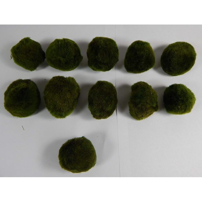 Кулі з моху SAHAWA водні рослини 10х3-5см 1х1-2см куля з моху