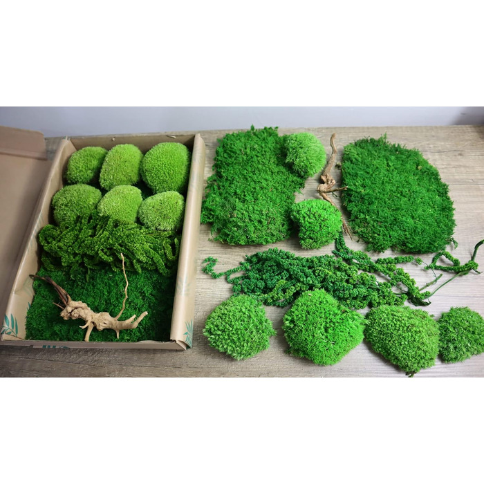 Мох Hello Moss для крафта - набір, що складається з 6 кулькових мохів ісландського моху, 1 пластинчастого моху, стабілізованого амаранту та японського кореня - збережений живий мох - набір DIY із зображенням моху (середньозелений)