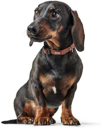 Ошийник для собак HUNTER Canadian UP, колір коньяк, для малих собак та цуценят, мяка та гнучка шкіра, не пошкоджує шерсть, екологічно чистий, виготовлено в Німеччині, розмір S/1 коньяк S/1