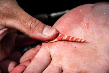 Сезонний набір Berkley PowerBait Trout Dough, 4 кольори та смаки для цілорічного лову форелі, ароматизована, пластична наживка, підходить для всіх рівнів майстерності (весна).