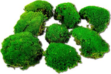 Консервована куля мох для моху фотографії мохові кулі декоративний мох мох для прикраси міцний справжній мох для осіннього декору декорація