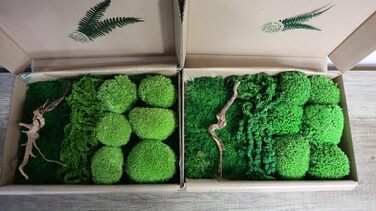 Мох Hello Moss для крафта - набір, що складається з 6 кулькових мохів ісландського моху, 1 пластинчастого моху, стабілізованого амаранту та японського кореня - збережений живий мох - набір DIY із зображенням моху (середньозелений)