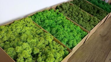 Ісландський норвезький мох Hello Moss 0,5/1 кг - консервований живий мох, повністю органічний - ідеальне прикраса з моху на Великдень, різдвяні прикраси - ремісничий мох, тераріумний мох (1 кг, зелене світло трави)