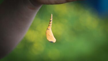 Сезонний набір Berkley PowerBait Trout Dough, 4 кольори та смаки для цілорічного лову форелі, ароматизована, пластична наживка, підходить для всіх рівнів майстерності (весна).