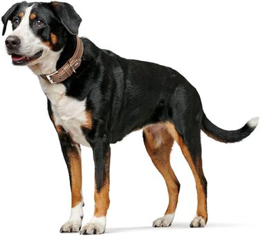 Нашийник для собак HUNTER PORTO, колір тиффані/коньяк, виготовлений з рослинно дубленої оливкової шкіри, особливо м'який та зручний, ніжний до шерсті та міцний, ручна робота, розмір 60 тиффані/коньяк 60