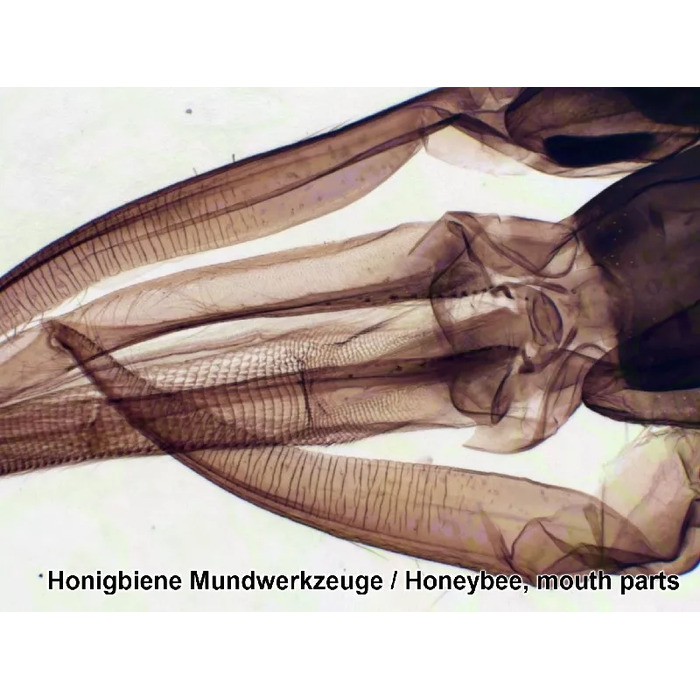 Набір мікропрепаратів Bresser 100 шт (5986003)
