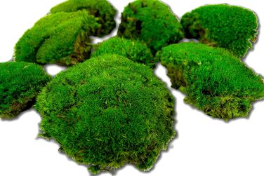 Консервована куля мох для моху фотографії мохові кулі декоративний мох мох для прикраси міцний справжній мох для осіннього декору декорація