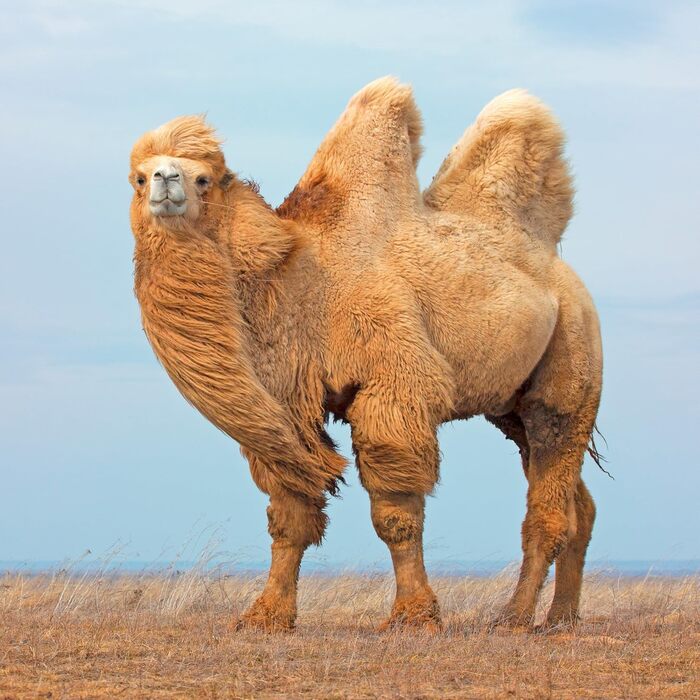 Подушка Sense of Nature з натурального верблюжого волосся Наповнювач 100 кульки верблюжого волосся Чохол 100 бавовна, 40x80 см