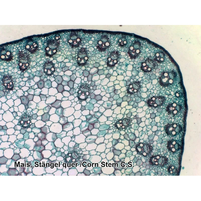 Набір мікропрепаратів Bresser 100 шт (5986003)