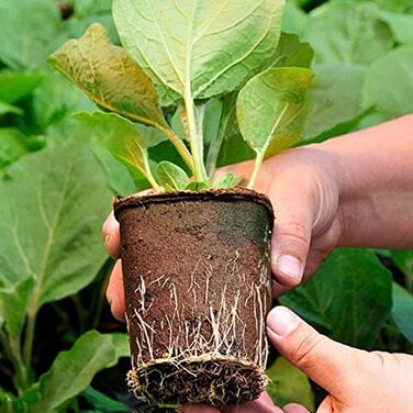 Горщики для насіння біологічно розкладаються 6 см, маленькі горщики для насіння з паперової маси круглі, для розсади, насіння, жив