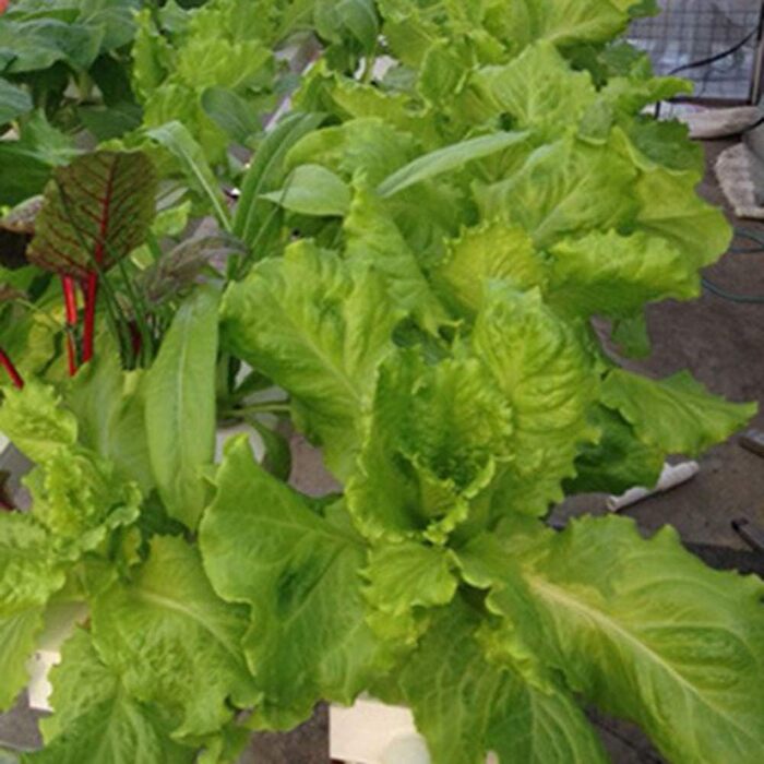 Шаровий набір для гідропонічного вирощування з 36 посадковими місцями, системи вирощування рослин без ґрунту з ПВХ з водяним насосом. Набір для гідропонічного вирощування для вирощування овочів і фруктів на балконах, садах, патіо та подвірях., 1-