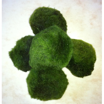 Водні рослини Mhlan 5 мохових кульок 4-6 см Cladophora Aegagrophila