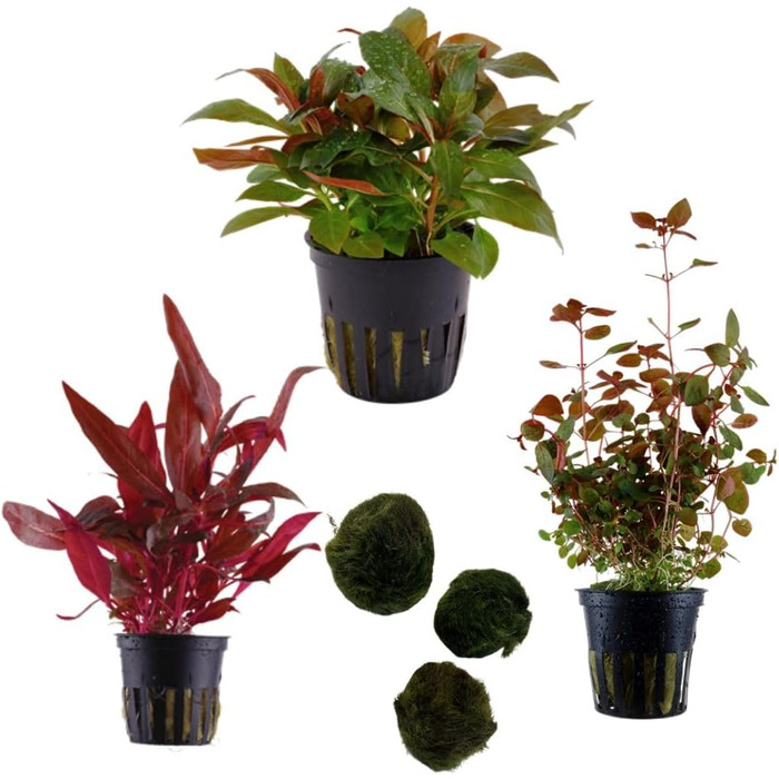 Набір акваріумних рослин SAHAWA, 3-6 рослин у горщиках, анубіас, папороть, стебла, кульки моху, горщики 5 см ( 13 3 рослини)